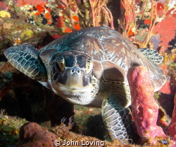 Turtle on the chien Tong wreck St Eustatia by John Loving 